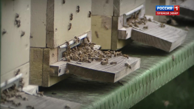 Коронавирус: пчелы предупреждали о пандемии?