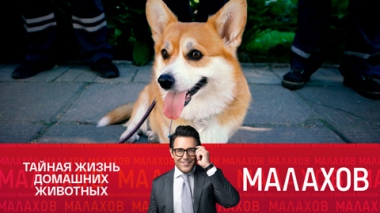 Малахов. Хвостатые карьеристы, сколько они зарабатывают?