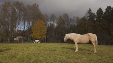 Пешком... Пушкинские горы