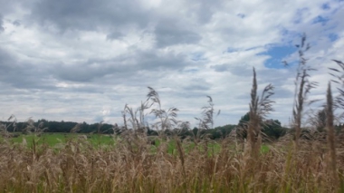 Вичуга монументальная