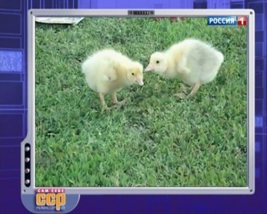 Эфир от 20.01.2013