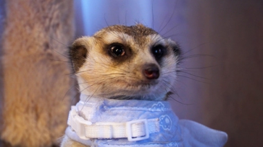 Эфир от 01.02.2026