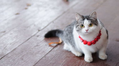 Эфир от 01.03.2026